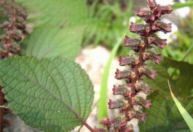 苏子叶是什么树的叶子，苏子叶是什么树的叶子在花盆里能种吗（紫苏叶、苏梗、苏子）
