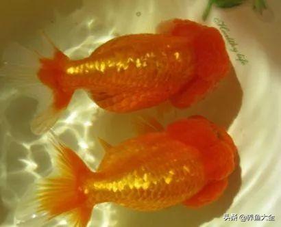 金鱼都有什么品种，金鱼有多少种品种（高颜值金鱼，养金鱼就选这些）