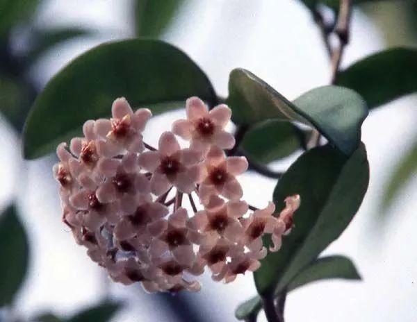 盆栽植物怎么养，家里养盆栽绿植掌握这几个秘诀