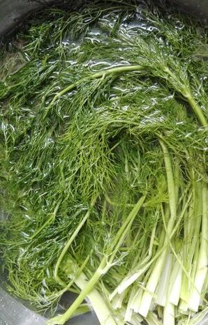 图片[3]-【猪肉茴香包子】做法步骤图 常吃健胃理气 还能行气散寒止痛-起舞食谱网