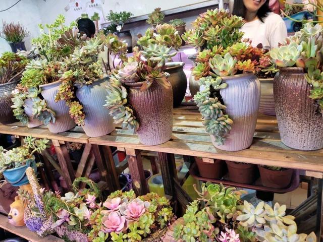 荷花最好看的品种是什么，这花最好看、最好养