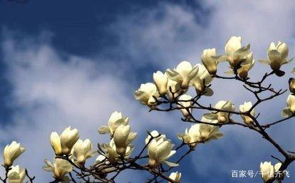 玉兰花花语，玉兰花花语和寓意（赞美玉兰花的诗词推荐）