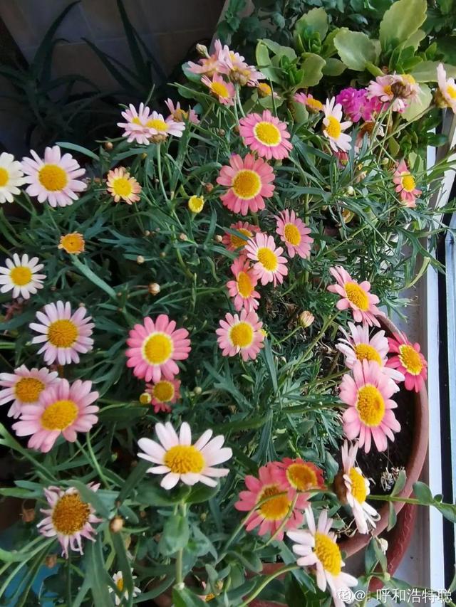 30种适合懒人养的花夏季，蹭蹭疯长、爆盆