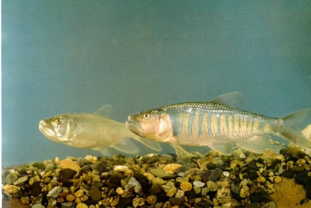 淡水观赏鱼种类，淡水观赏鱼的种类大全！（中国淡水观赏鱼图集<一>）