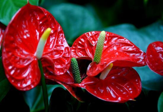 红掌有哪些品种，红掌有哪些品种名称（红掌品种图片大全）