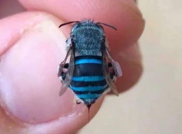 植物活化石有哪些，​17个颜色变异的动植物（植物活化石有哪些种类）