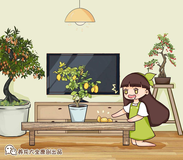 菠萝头子的种植方法，菠萝头子怎么种植（菠萝头也能成小森林）