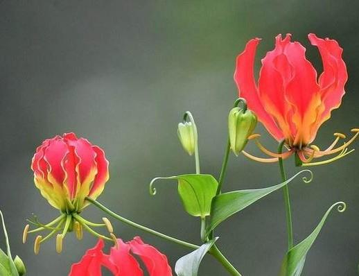 铃兰花的花语，从此买花送人不出错（铃兰花的花语与寓意）