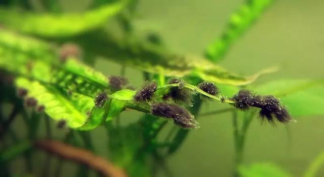 关于藻类（化石介绍，藻类化石值钱吗（19种常见藻类照片和解决方法）