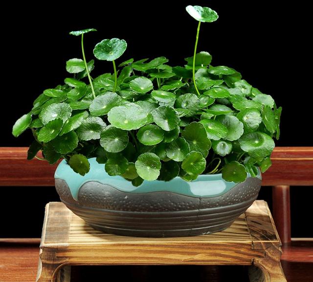 适合家里养的32种花，家里养什么花好（”家居盆花100种）