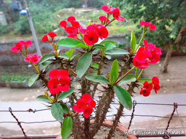 刺梅树怎么管理，刺梅树怎么管理才能结果（秋季养护虎刺梅）