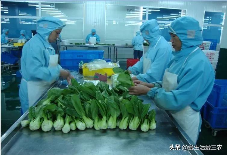 致富经项目(致富经一亩地赚40万)