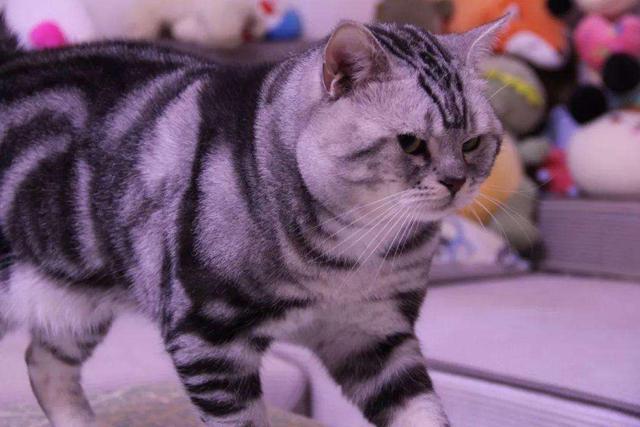 emmmmm是什么意思，emmmmm什么意思（喵叫原是猫与人沟通的独特语言）