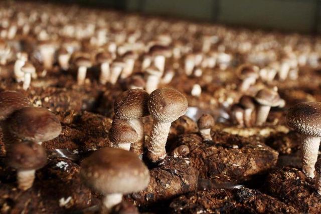 怎样挑选优质花菇【图】,花香菇怎么挑选(制作出美味菜肴根本不在话下