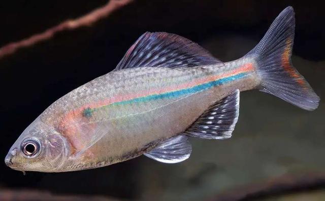 原生观赏鱼鳑鲏鱼的家庭饲养，养殖鳊鱼和野生鳊鱼的区别（就可以把它们养好）
