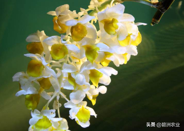 球花石斛的功效与作用及食用方法，球花石斛花的功效与作用有哪些（为您讲解球花石斛的栽培的小妙招）