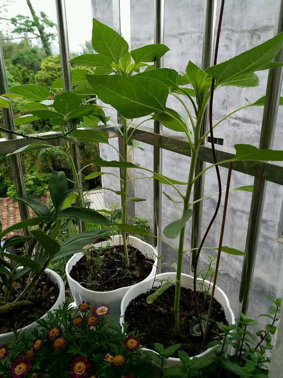 向日葵种植时间和方法，怎样让盆栽向日葵长得低矮爱开花