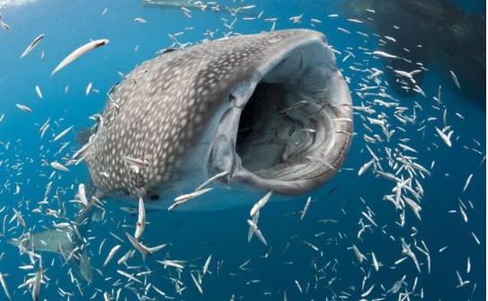 蓝鲸吃什么，蓝鲸为什么是哺乳动物（万物皆有灵：长达30多米）