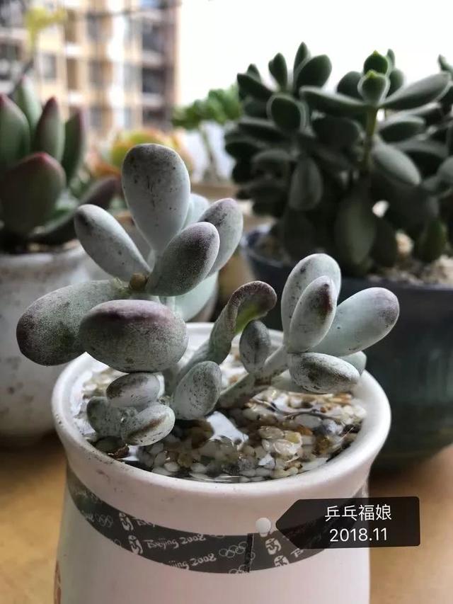 丸叶松绿怎么养，丸叶松绿的叶子可用来繁殖吗（养多肉，记名字，预防老年痴呆）