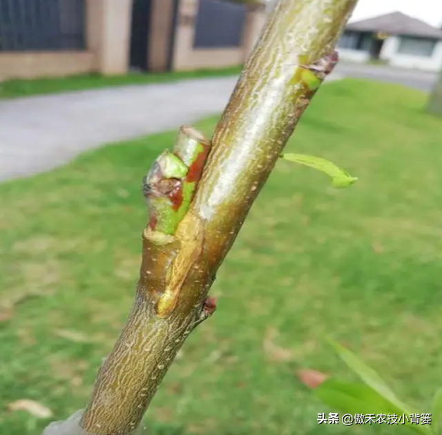 桃树嫁接时间和方法，桃树几月份嫁接合适及嫁接方法（在什么时候、选什么砧木、用什么方法嫁接容易成活）