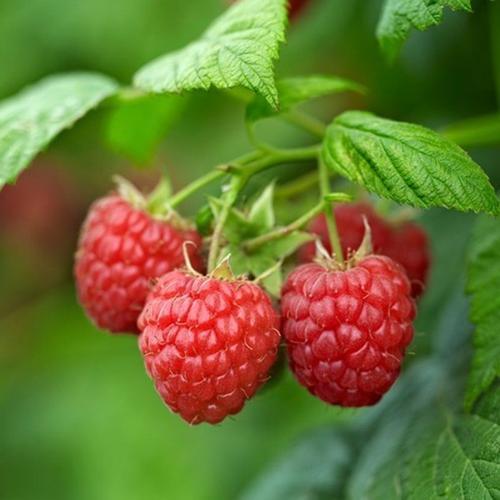 关于树莓介绍，树莓品种介绍及图片（树莓是一种怎样的植物）