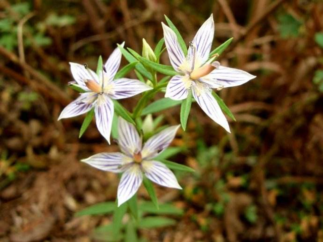 世中逢尔雨中逢花网名，世中逢尔雨中逢花微信昵称（一淋雨就变成透明水晶）