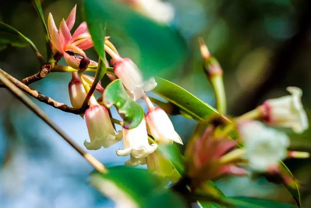 野生吊钟花什么时候开花，吊钟花结果吗（鲜艳的春节红已提早报春）