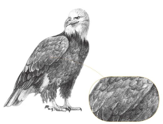 动物素描画，关于动物的画（适合初学者学习的动物素描步骤教程）