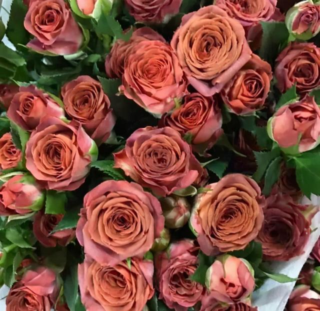 各种玫瑰花的含义，各色的玫瑰花有什么含意（一篇文章认全花店必备80种玫瑰花）