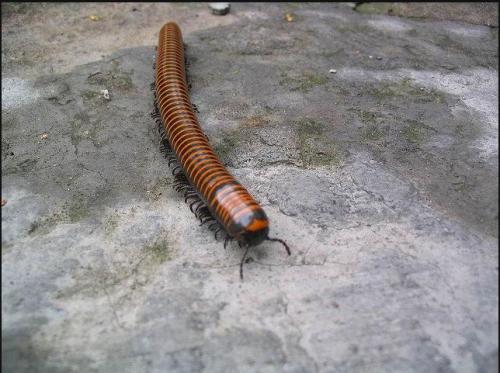 怎么灭绝家里的蚰蜒(看起来可怕) - seo葵花宝典
