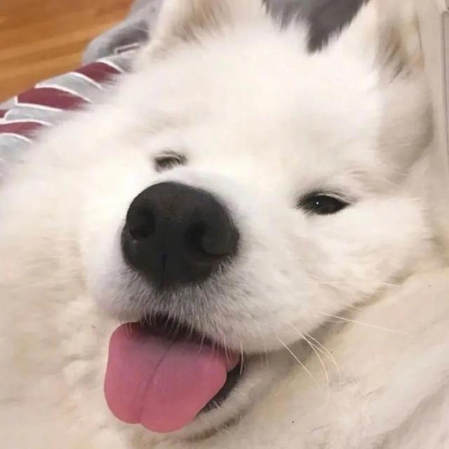 拉筋板使用方法，拉筋板使用方法图（低至16元的平价运动好物）