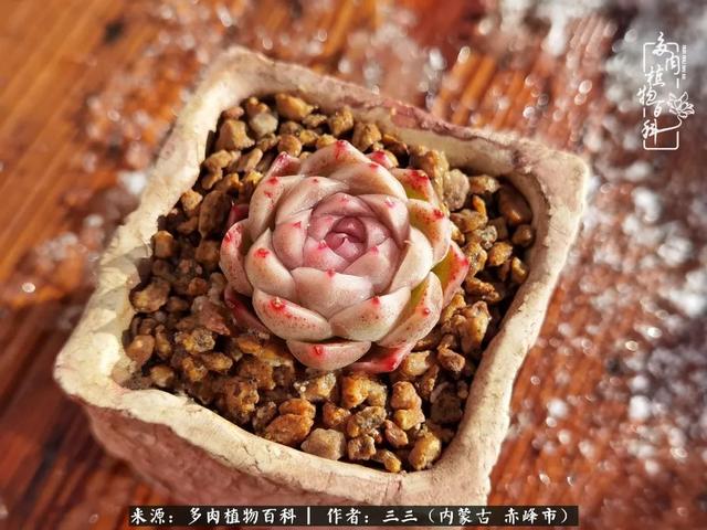 雪候鸟是什么意思，雪候鸟歌词表达什么意思（多肉于我从来不是锦上添花）