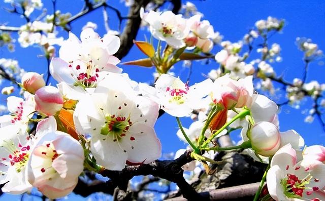 桃花的叶子像什么，桃花有叶子吗（如何分辨桃花、杏花、梨花、梅花、樱花、李子花、海棠花……）