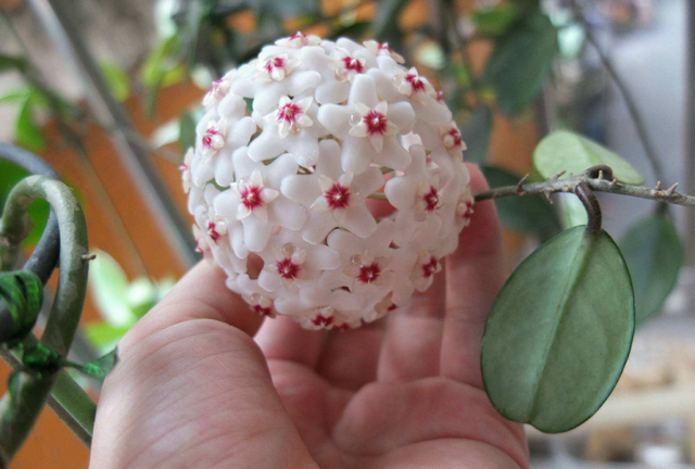 每月什么花开，每月什么花开写一个作文（23种开花植物）