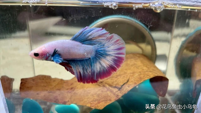 斗鱼吃什么，养出漂亮的斗鱼，实际上很简单（斗鱼吃什么食物最好）