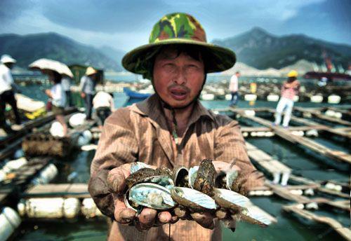 鲍鱼是什么动物，鲍鱼是什么内涵（为何大妈依旧爱理不理）