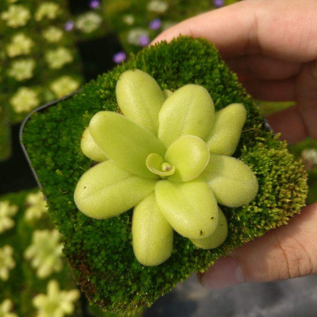 苔藓（苔藓植物），挖块回家这么养美似仙境（苔藓苔藓植物苔藓）