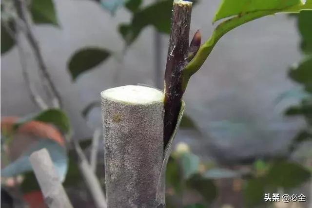 树苗有几种嫁接方法，树苗的嫁接方法（老司机总结的嫁接技术）