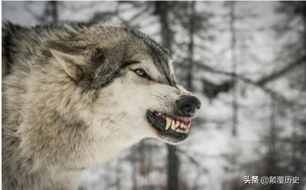 狼行千里吃肉是什么意思，俗语“狼走千里吃肉”