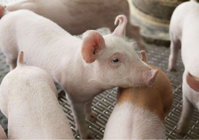 泔水桶是什么意思，部队锅食材（辟谣：禁止泔水养猪）