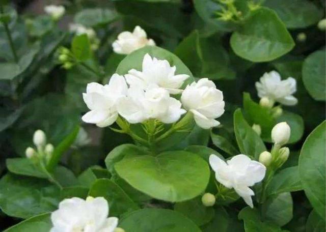 养花的花盆上的陶粒有什么作用，花盆里放的陶粒起什么作用（在盆底垫了一点“硬东西”）