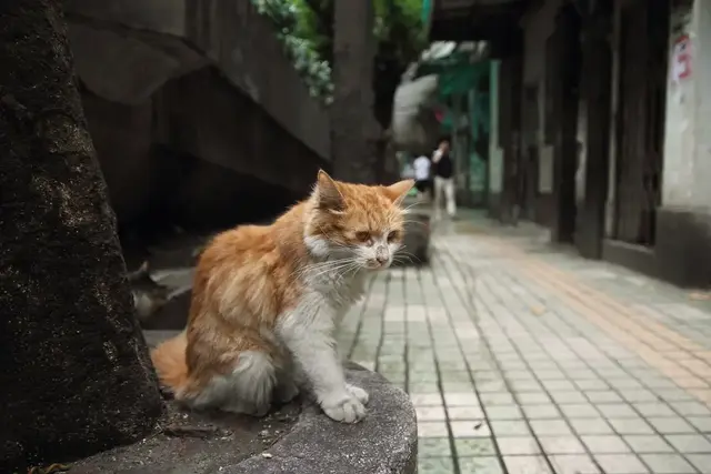 公猫不绝育会怎么样，公猫不做绝育会怎样（如果不给猫咪做绝育）