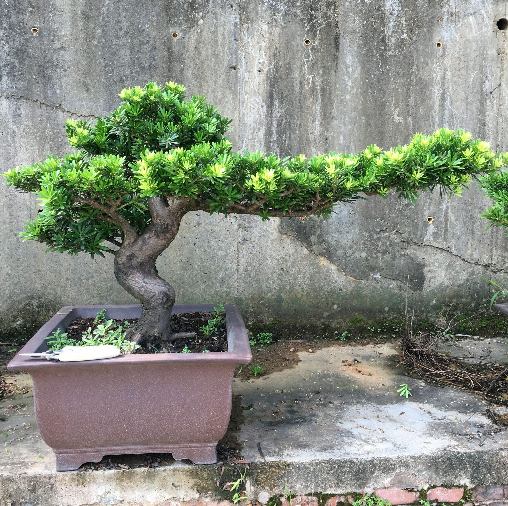 罗汉松叶子发黄干枯是什么原因,罗汉松叶子发黄干枯还能活吗(罗汉松