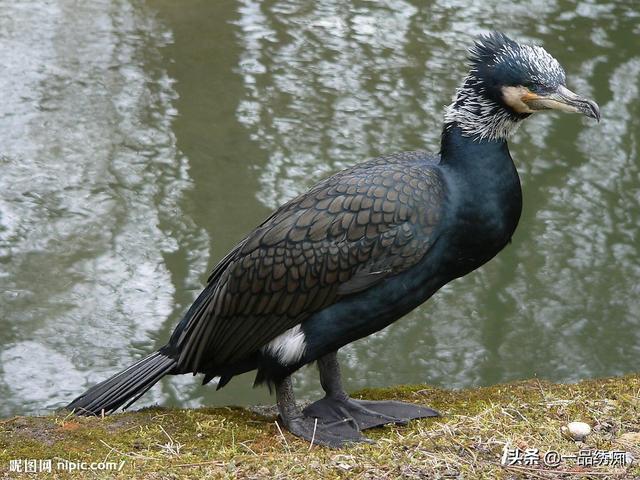 一个东一个鸟怎么读，一个东一个鸟怎么念（见过好多鸟名生僻字）