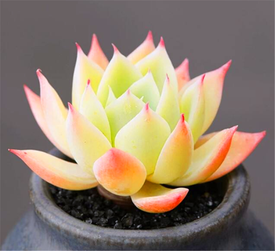 三色堇多肉的种植和注意事项,最爱爆盆的果冻多肉三色堇 - 玉三网