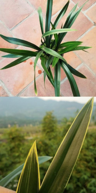 兰花墨兰哪个品种香味浓，墨兰和香兰的区别（就养香喷喷的“金”兰）