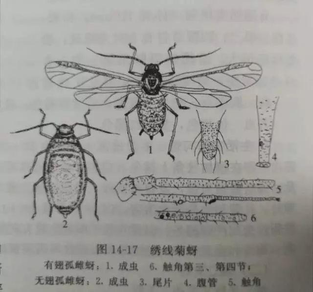 蚜虫有什么危害，蚜虫的危害症状及综合防治方法（用这几种方法防治）