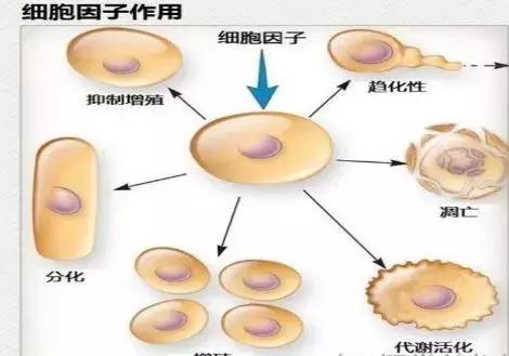 冻干粉的作用与功效，冻干粉的功效与作用（使用方法和注意事项）