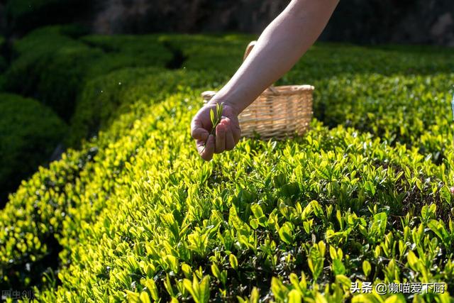 春茶和夏茶有什么不同，春茶、夏茶、秋茶、冬茶有啥区别