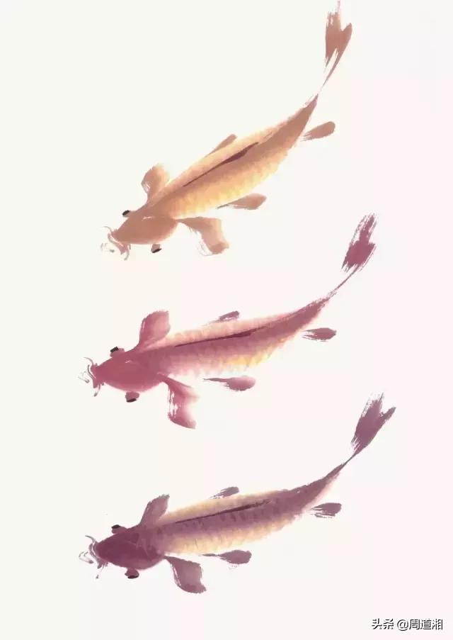 金鱼画法步骤图解,国画写意鲤鱼、金鱼的画法 金鱼画法步骤图解,国画写意鲤鱼、金鱼的画法